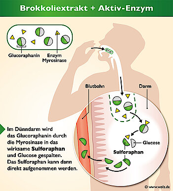 Bereitstellung von frischem Sulforaphan im Körper Bereitstellung von frischem Sulforaphan im Körper