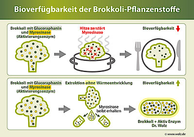 Bioverfügbarkeit der Brokkoli-Pflanzenstoffe Bioverfügbarkeit der Brokkoli-Pflanzenstoffe
