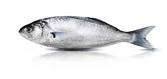 Hochseefisch Hochseefisch