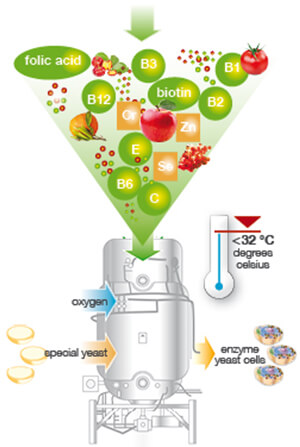 Enzym-Hefezellen Fermentation-Englisch Enzym-Hefezellen Fermentation-Englisch