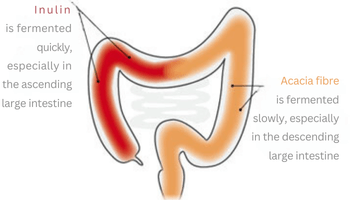 Wirkung Ballaststoffe im Darm Wirkung Ballaststoffe im Darm