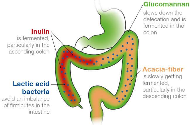 Probiocolon Zusammensetzung