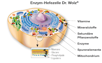 Enzym Hefezelle
